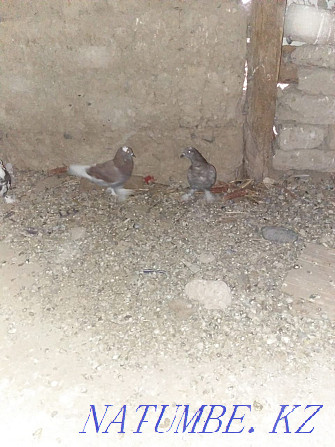 I will sell pigeons of the Chinese for 10.000t Nenge  - photo 4