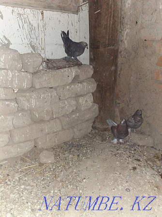 I will sell pigeons of the Chinese for 10.000t Nenge  - photo 3