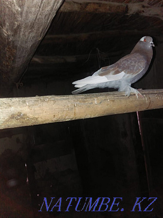 I will sell pigeons of the Chinese for 10.000t Nenge  - photo 2