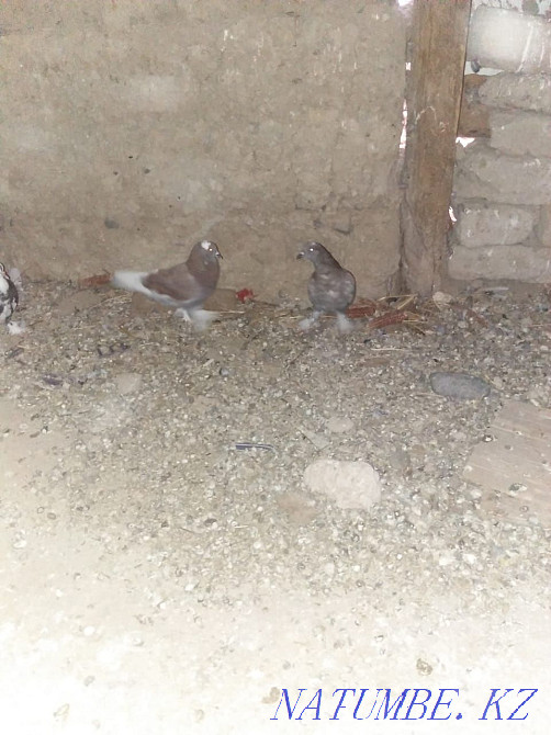 Продам голубей Китайцев по 10.000т ненге  - изображение 4