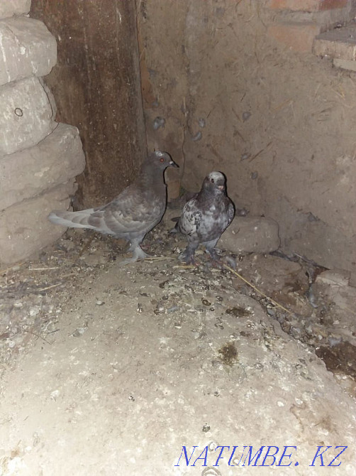 Продам голубей Китайцев по 10.000т ненге  - изображение 1