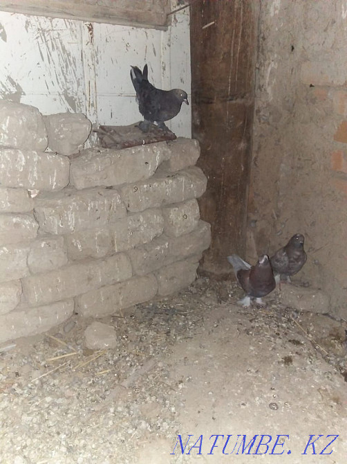 Продам голубей Китайцев по 10.000т ненге  - изображение 3