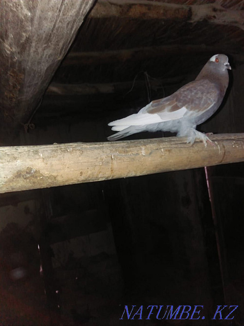 Продам голубей Китайцев по 10.000т ненге  - изображение 2