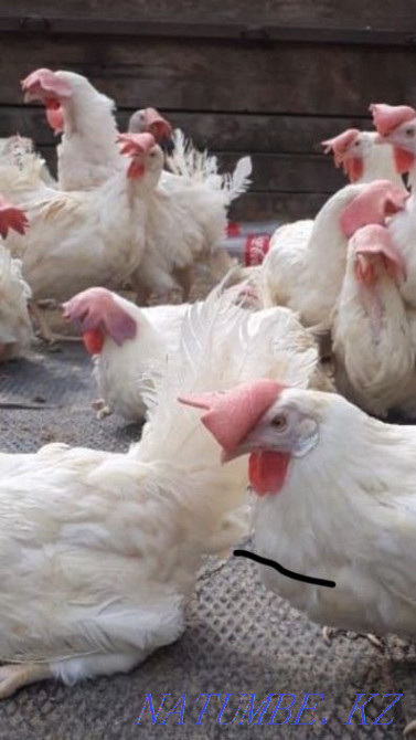 Куры несушки Легорны Алматы - изображение 1