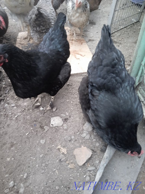 Domestic chicken roosters on treatment Almaty - photo 1