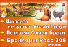 Цыплята 2-недели, Бройлер (Рос-308). Цыплята несушки (Ломан Браун).  Павлодар 
