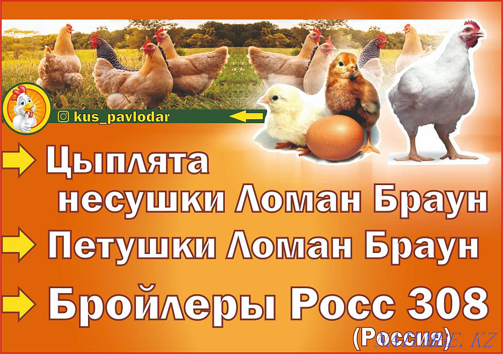 Chickens 2 weeks old, Broiler (Ros-308). Laying chicks (Loman Brown). Pavlodar - photo 1