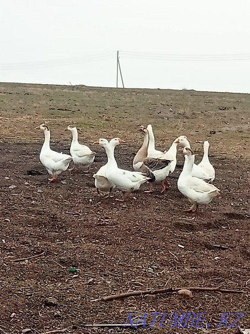 Гуси гуси гуси птицый Нурмухамеда Есентаева - изображение 2