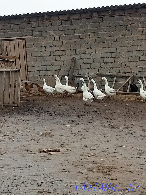 Гуси гуси гуси птицый Нурмухамеда Есентаева - изображение 1