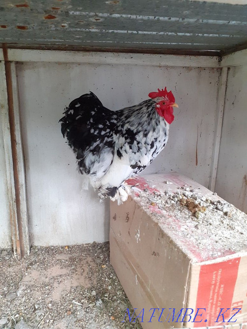 Sell Rooster Koch marble Young Almaty - photo 1
