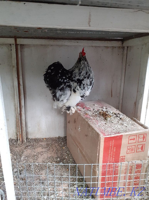 Sell Rooster Koch marble Young Almaty - photo 2