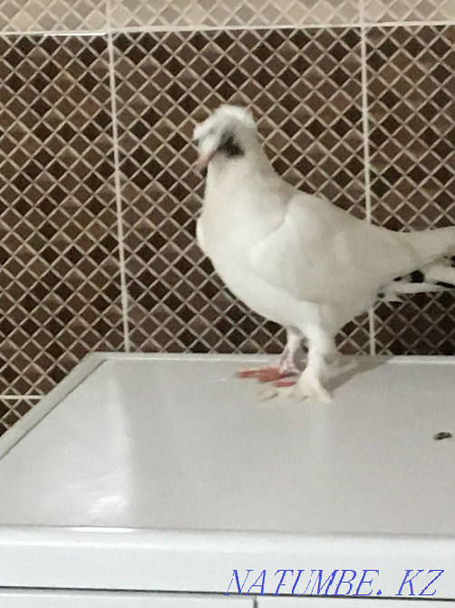 Two-toed pigeon for sale  - photo 1