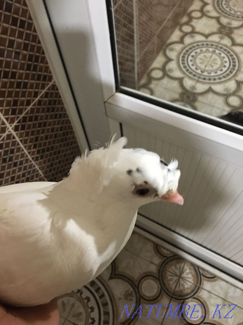 Two-toed pigeon for sale  - photo 3