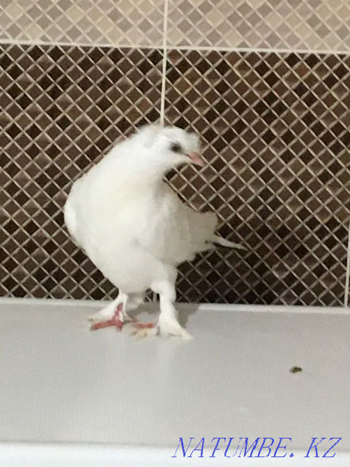 Two-toed pigeon for sale  - photo 2