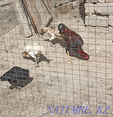 I will sell fighting chickens a family of 3 chickens 1 cock exchange is Болтирик шешен - photo 2