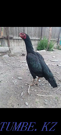 I will sell fighting chickens a family of 3 chickens 1 cock exchange is Болтирик шешен - photo 3