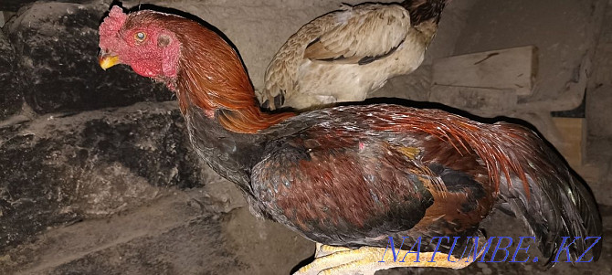 I will sell fighting chickens a family of 3 chickens 1 cock exchange is Болтирик шешен - photo 5