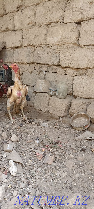 I will sell fighting chickens a family of 3 chickens 1 cock exchange is Болтирик шешен - photo 1