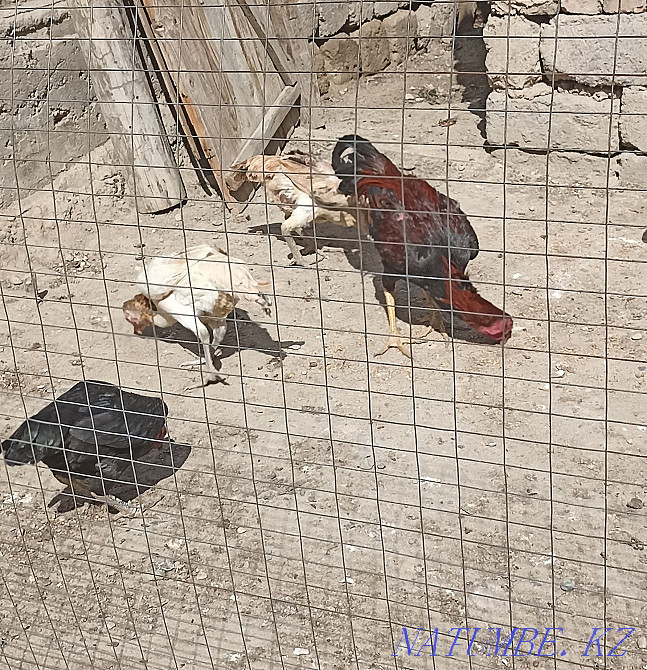 I will sell fighting chickens a family of 3 chickens 1 cock exchange is Болтирик шешен - photo 2