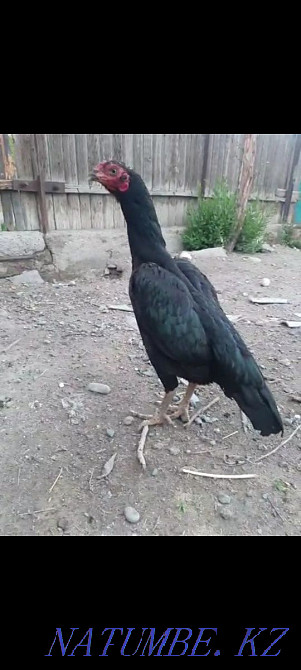 I will sell fighting chickens a family of 3 chickens 1 cock exchange is Болтирик шешен - photo 3