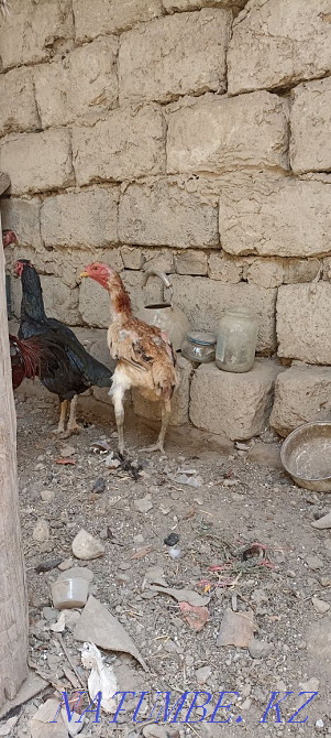 I will sell fighting chickens a family of 3 chickens 1 cock exchange is Болтирик шешен - photo 4