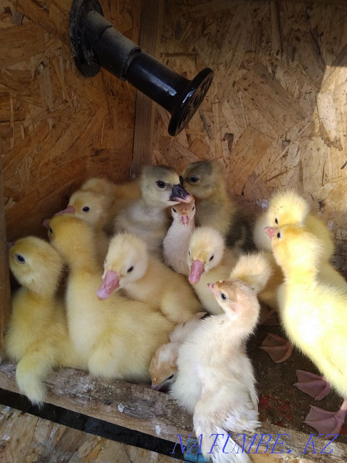 Sell bred goslings Kostanay - photo 2