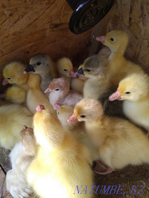 Sell bred goslings Kostanay - photo 1
