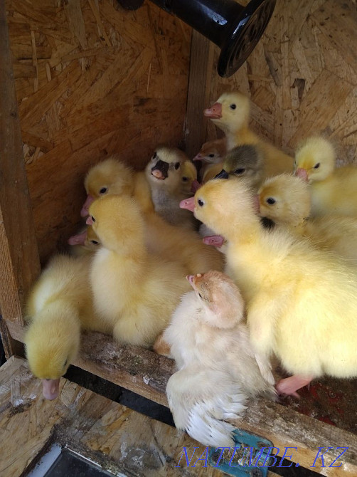 Sell bred goslings Kostanay - photo 3