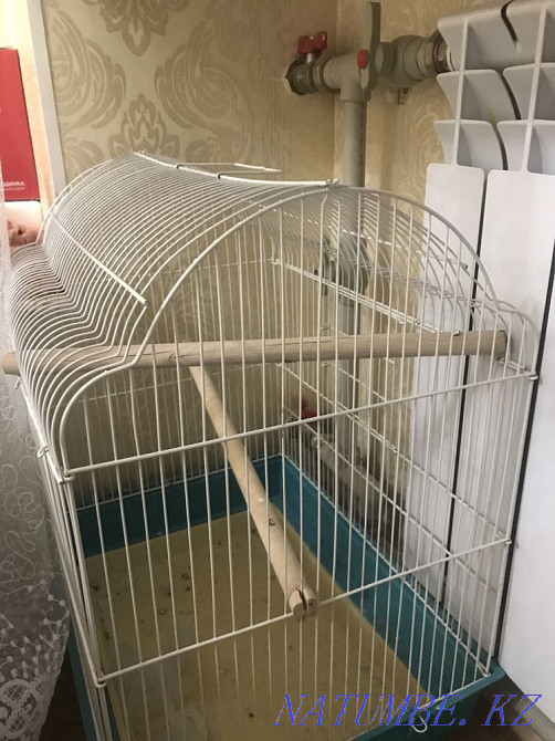 Мен папугаевты сатамын  Ақтау  - изображение 4