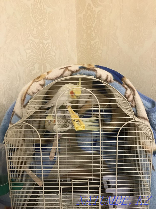 Мен папугаевты сатамын  Ақтау  - изображение 3