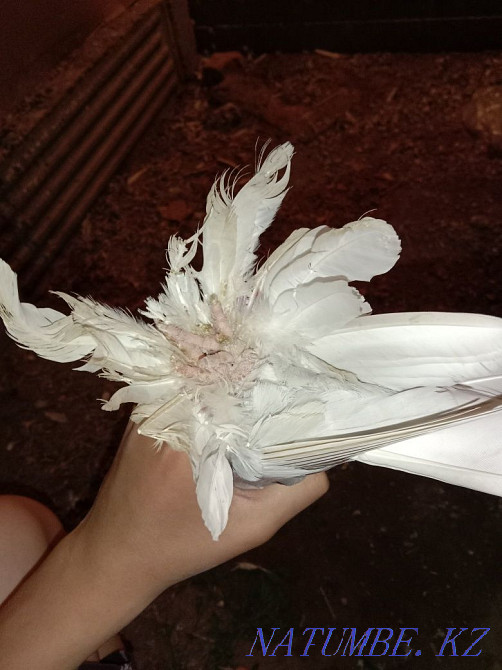 Сиреновая самец. Байзак - изображение 2