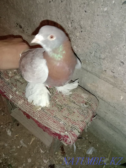 Сиреновая самец. Байзак - изображение 3