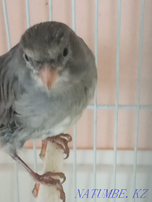 сатуға арналған канарейкалар Шымкент - изображение 3
