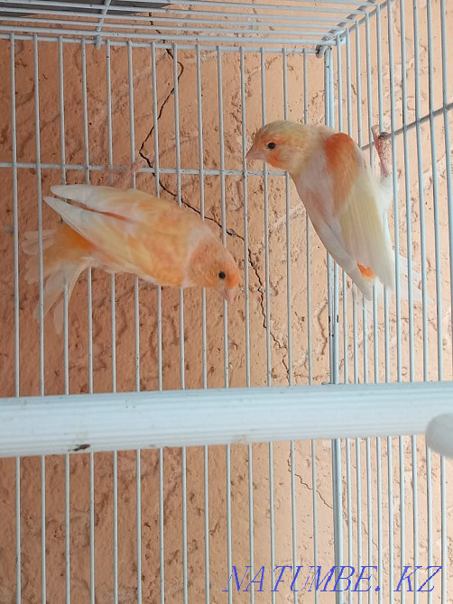 сатуға арналған канарейкалар Шымкент - изображение 5
