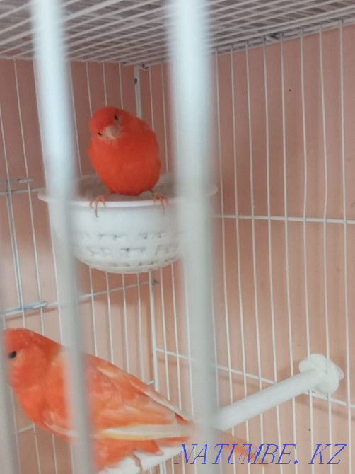 сатуға арналған канарейкалар Шымкент - изображение 2