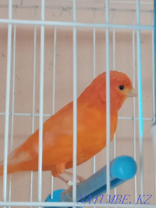 сатуға арналған канарейкалар Шымкент - изображение 1