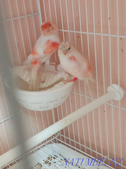 сатуға арналған канарейкалар Шымкент - изображение 4