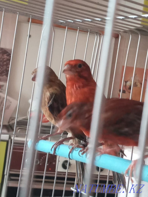 сатуға арналған канарейкалар Шымкент - изображение 6