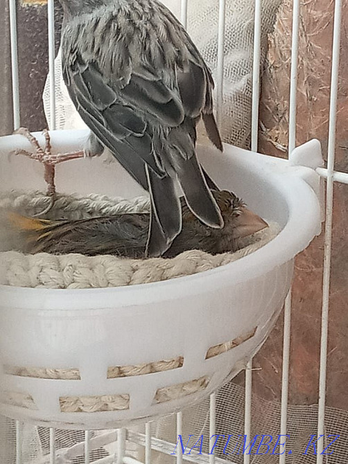 сатуға арналған канарейкалар Шымкент - изображение 8