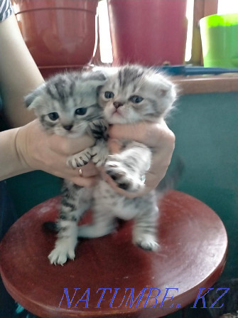 I will sell kittens, I will give a cat. Мичуринское - photo 7
