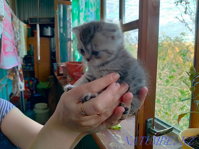 I will sell kittens, I will give a cat. Мичуринское - photo 5