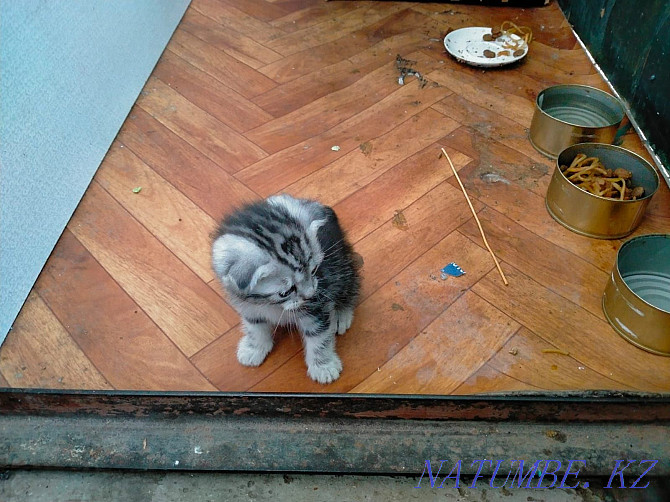I will sell kittens, I will give a cat. Мичуринское - photo 6