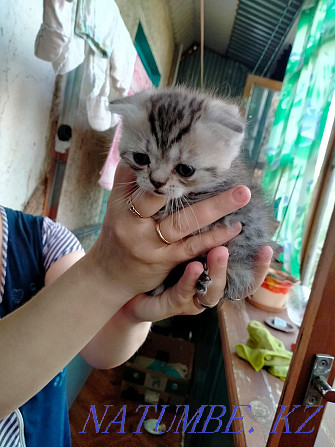 I will sell kittens, I will give a cat. Мичуринское - photo 4
