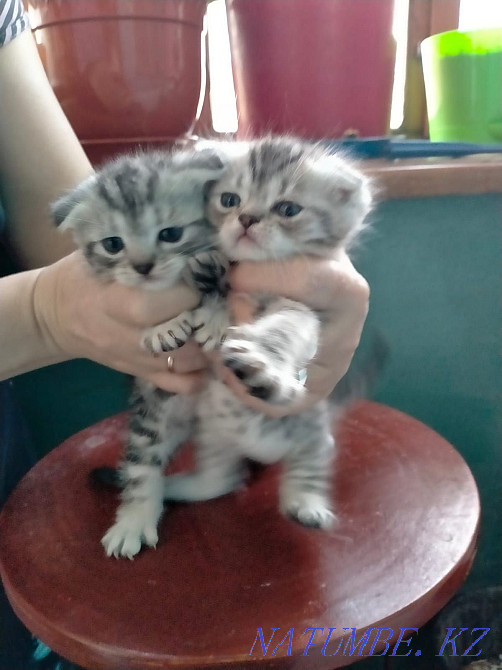 Продам котят,отдам кошку. Мичуринское - изображение 7