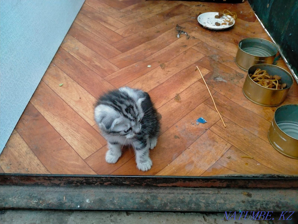 Продам котят,отдам кошку. Мичуринское - изображение 6