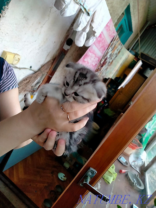 Продам котят,отдам кошку. Мичуринское - изображение 1