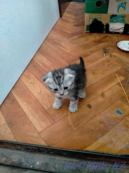 Продам котят,отдам кошку. Мичуринское - изображение 3