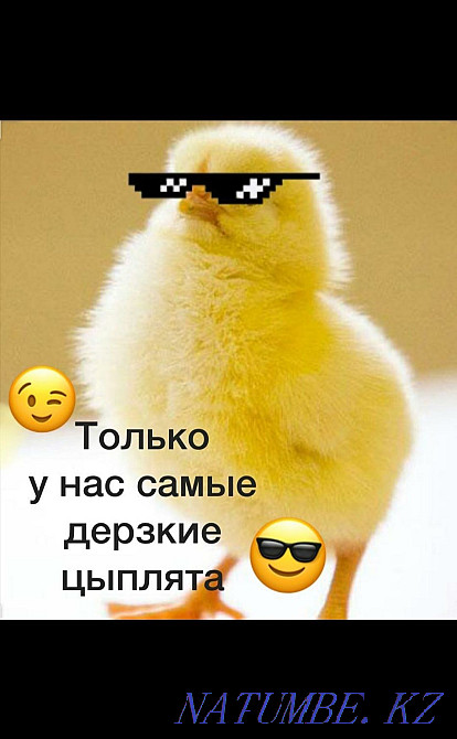 Бройлеры в наличии Костанай - изображение 2