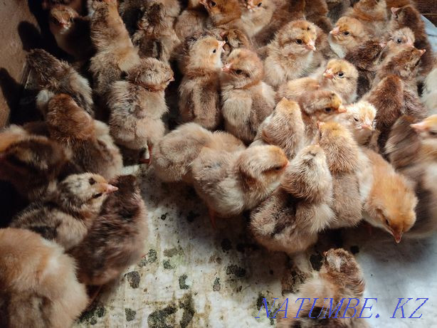 chickens kuchinsky Almaty - photo 1