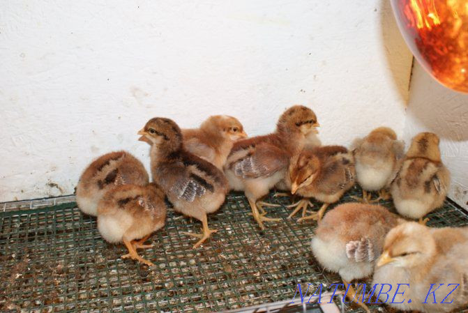 chickens kuchinsky Almaty - photo 3